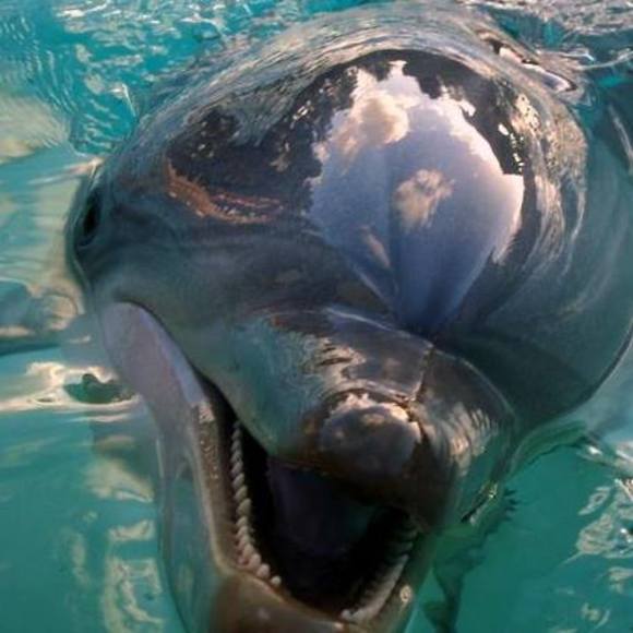 Meet your Posher, Amber - Picture 1 of 1